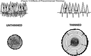 Figure 13: Effects of Preommercial Thinning